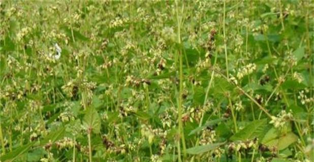 洗澡盆适合种植仙人球吗？正确的种植方法是什么？