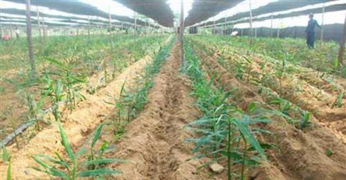 洗澡盆适合种植仙人球吗？正确的种植方法是什么？