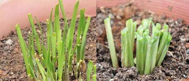玫瑰花老根抽芽的养护方法是什么？