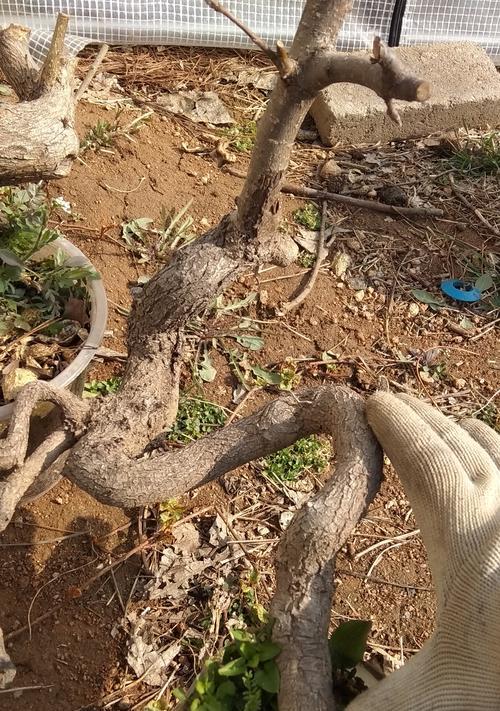 玫瑰花老根抽芽的养护方法是什么？