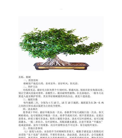 玫瑰花老根抽芽的养护方法是什么？