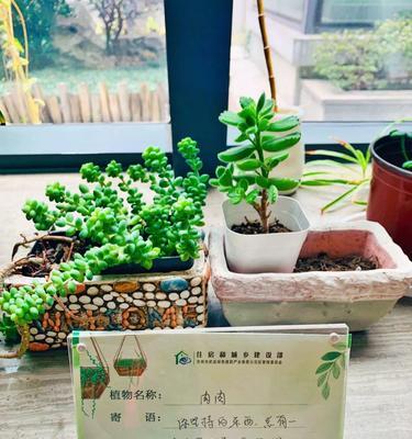 大胜君子兰苗的种植方法是什么？需要注意哪些问题？