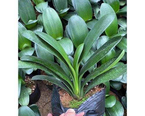 大胜君子兰苗的种植方法是什么？需要注意哪些问题？