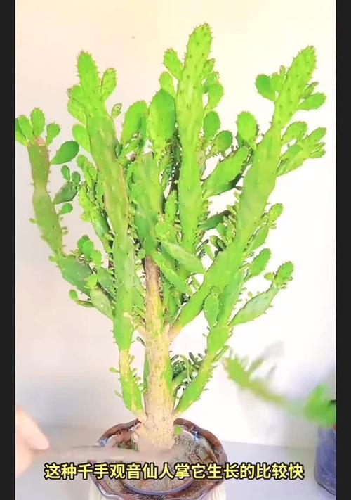 仙人掌无根如何发芽？有哪些促进方法？