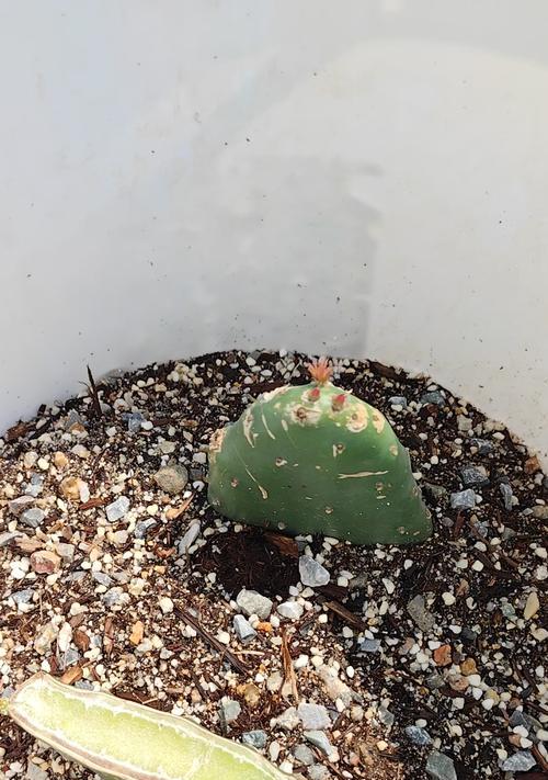 仙人掌无根如何发芽？有哪些促进方法？