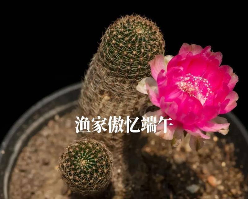 母龙王仙人球的养护方法是什么？需要注意什么？