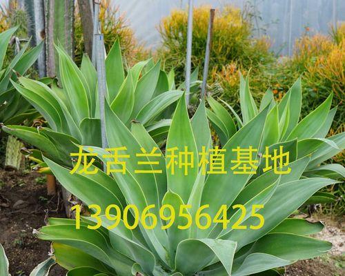 翡翠仙人掌养殖的秘诀是什么？