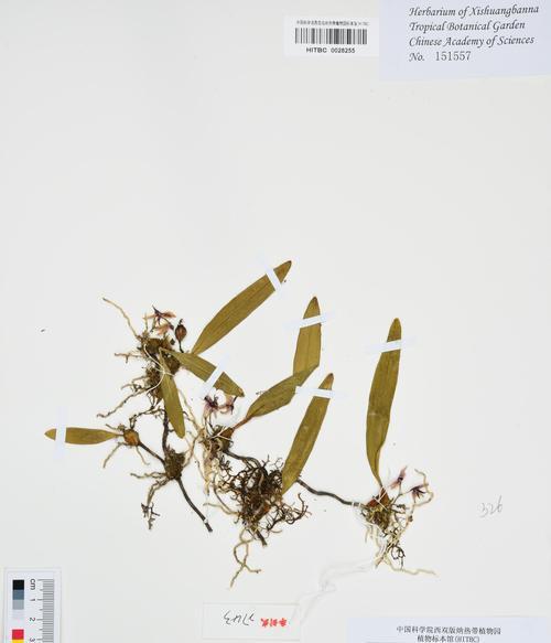 蓝宝石兰花带花苞的异常情况是什么？如何处理？