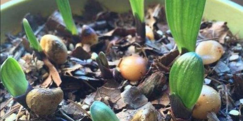 宽短圆君子兰的培育方法与特点？