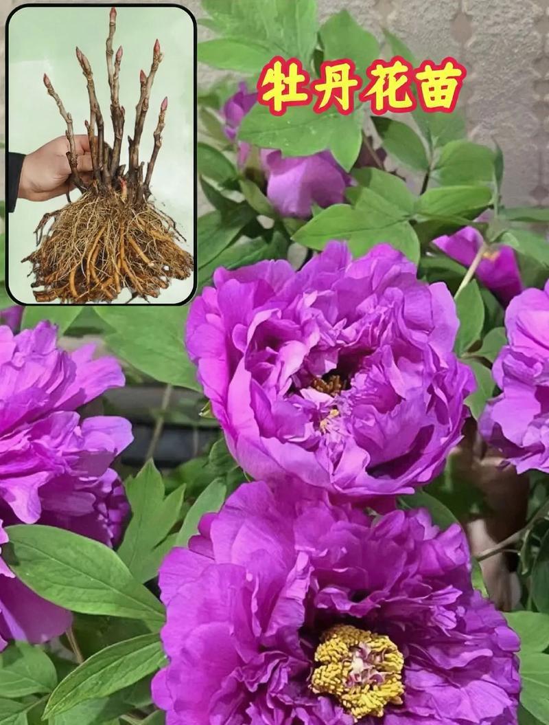 大牡丹花中最大的品种有哪些？如何养护才能开出最大花朵？