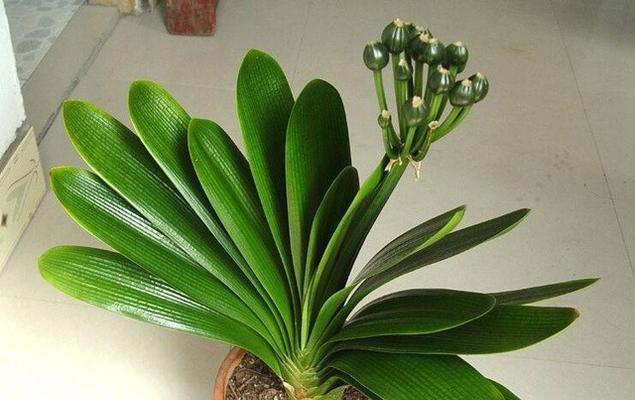 用水苔养君子兰如何促进开花？需要哪些特别护理？