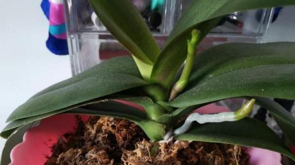 用水苔养君子兰如何促进开花？需要哪些特别护理？