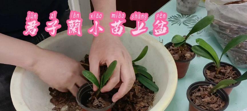 用水苔养君子兰如何促进开花？需要哪些特别护理？