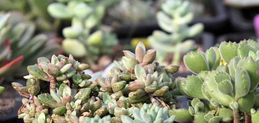 室外种植的仙人掌如何安全过冬？