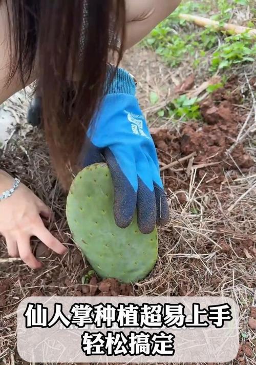 室外种植的仙人掌如何安全过冬？