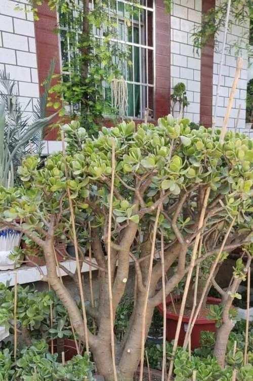 室外种植的仙人掌如何安全过冬？