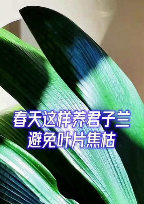 君子兰枯萎怎么办？如何预防？