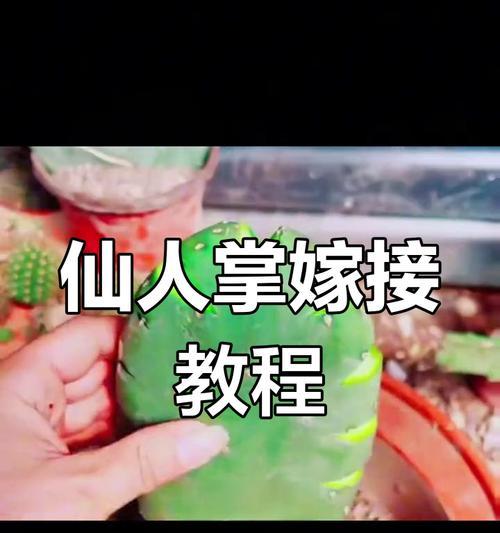 九尾仙人掌的培育方法是什么？