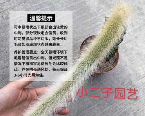 九尾仙人掌的培育方法是什么？