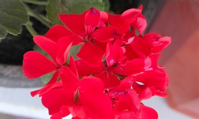 仙人球多层花瓣的养护技巧是什么？