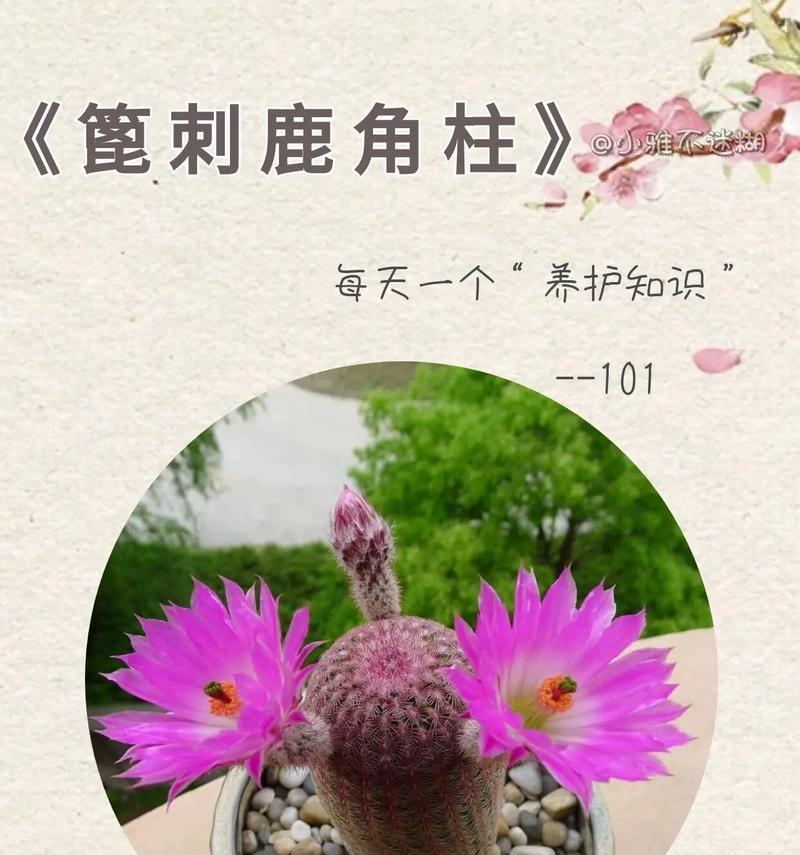 仙人球多层花瓣的养护技巧是什么？