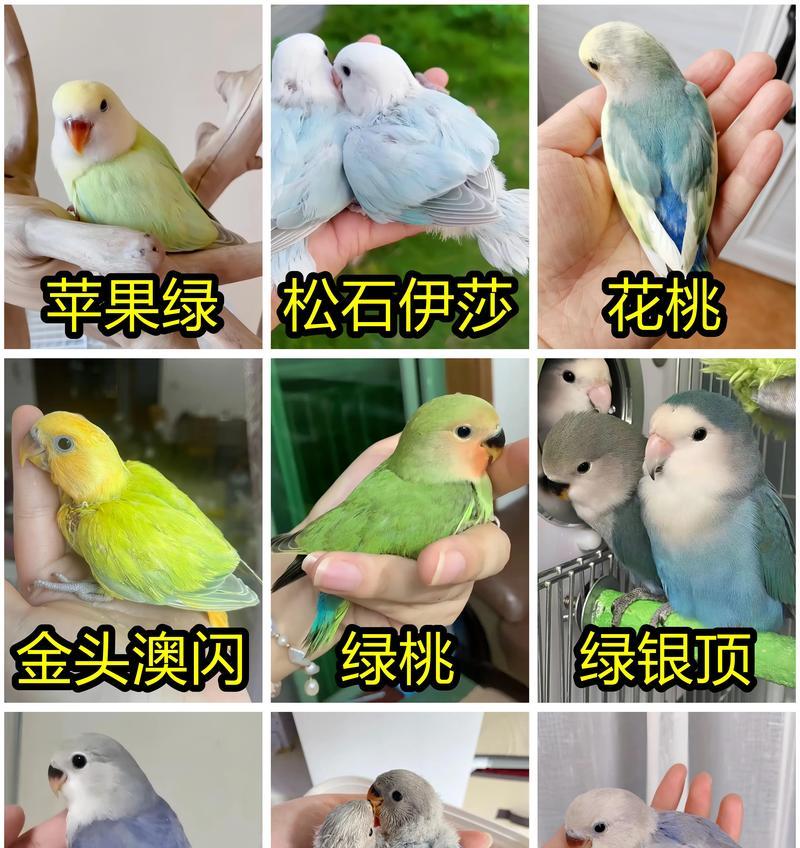 牡丹花黑紫乌金品种的养护要点是什么？