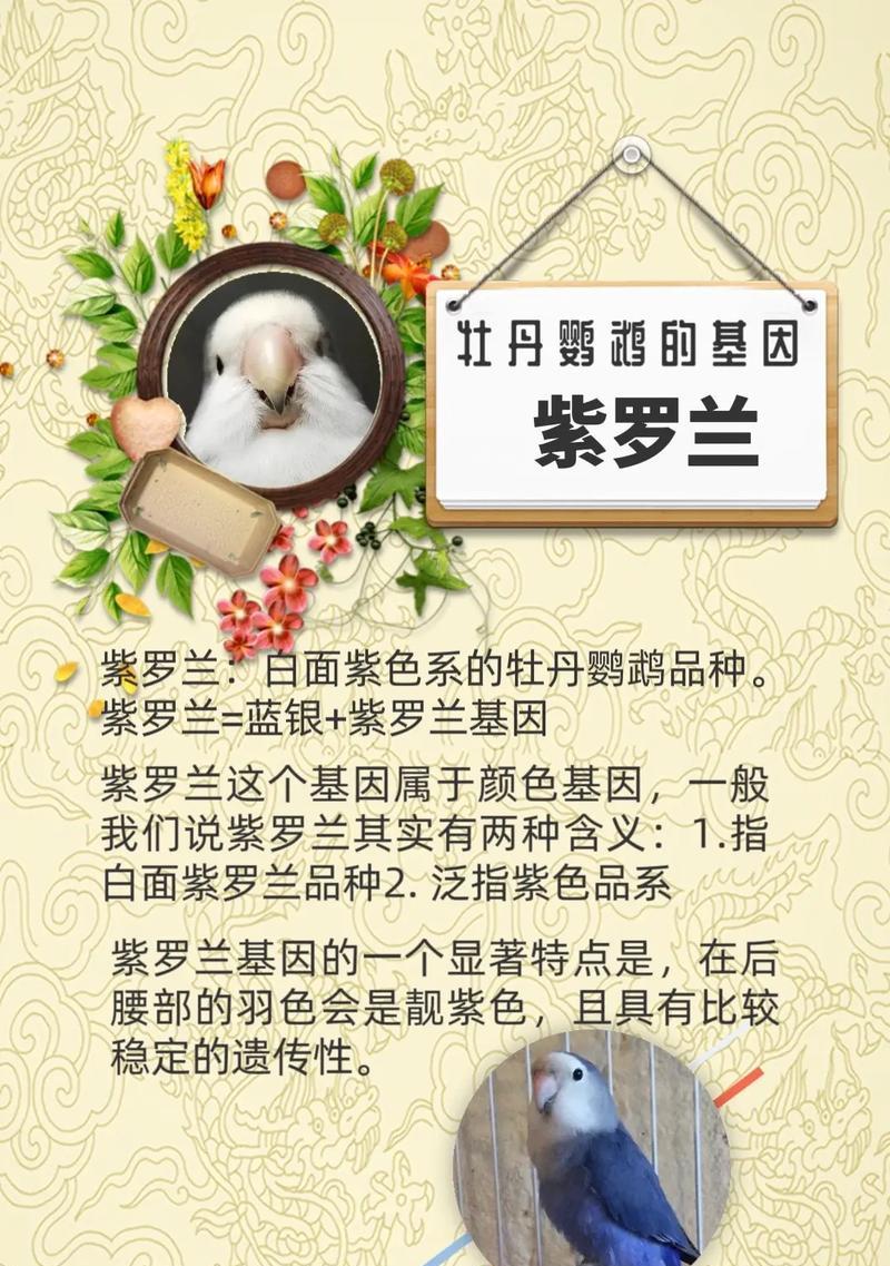 牡丹花黑紫乌金品种的养护要点是什么？