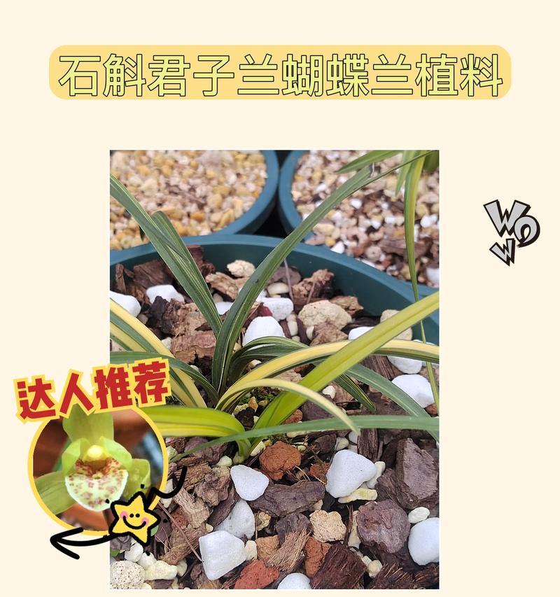 细叶国兰君子兰的养殖难度如何？如何养护？