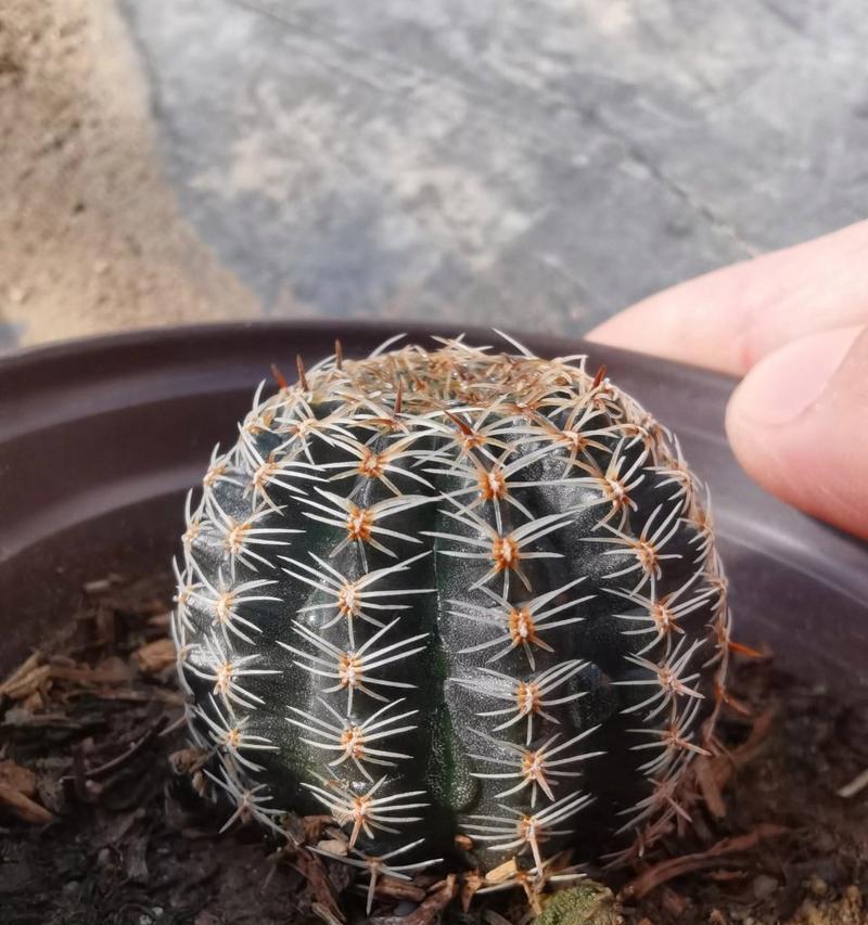 能发芽的仙人球品种是什么？