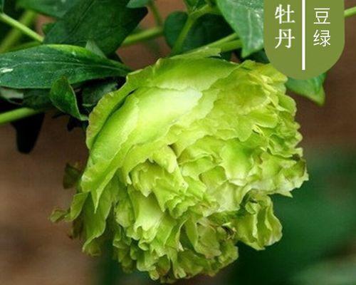 牡丹花小苗如何处理才能开花？有哪些步骤？