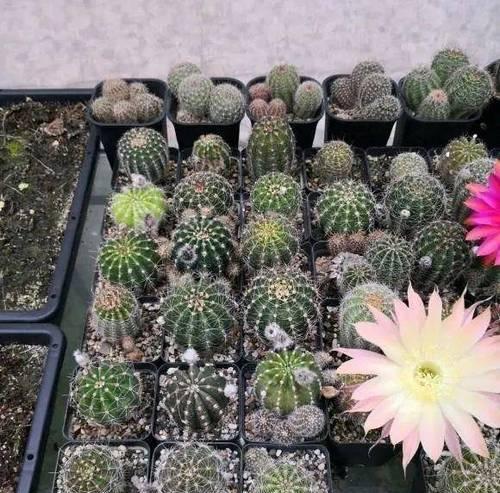 仙人球花苞带盆养护方法是什么？如何管理才能开花？