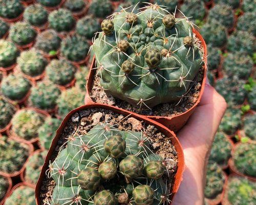 仙人球花苞带盆养护方法是什么？如何管理才能开花？