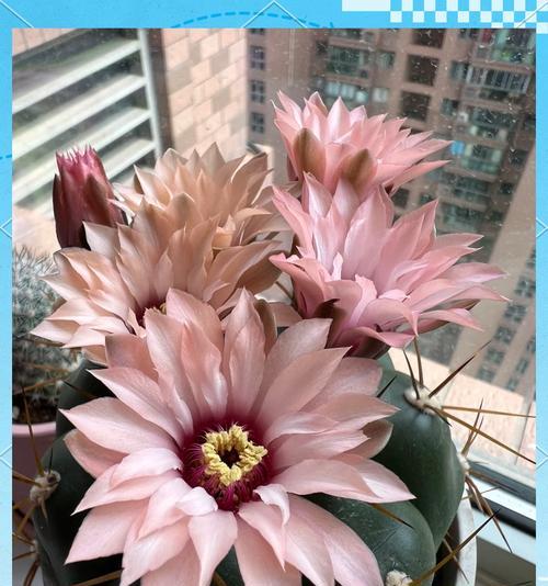 仙人球花苞带盆养护方法是什么？如何管理才能开花？