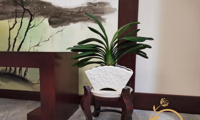 小鱼园艺君子兰开花的秘诀是什么？
