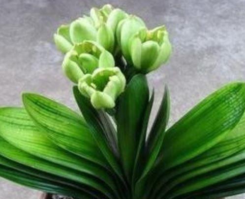 小鱼园艺君子兰开花的秘诀是什么？