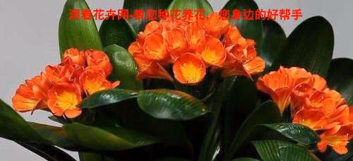 君子兰肥料自配方法有哪些？