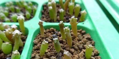 单头仙人球如何繁殖？繁殖过程中应注意什么？