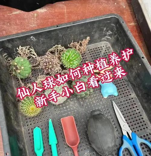单头仙人球如何繁殖？繁殖过程中应注意什么？