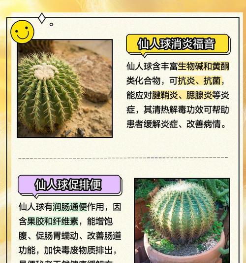 仙人球爆籽球不开花怎么回事？可能是什么问题导致的？