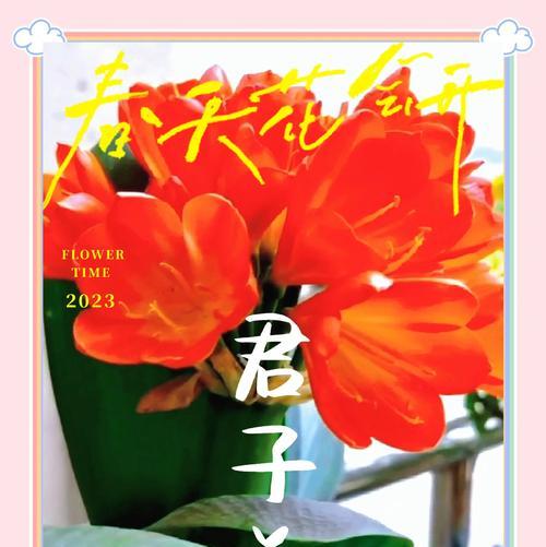 君子兰从小怎么培育出来的？培育过程中需要注意哪些问题？