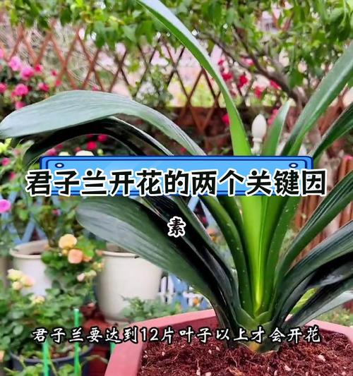 君子兰从小怎么培育出来的？培育过程中需要注意哪些问题？