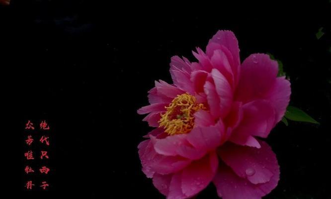 室内牡丹花的培育技巧是什么？如何确保花开茂盛？