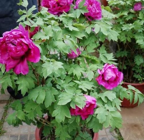 室内牡丹花的培育技巧是什么？如何确保花开茂盛？