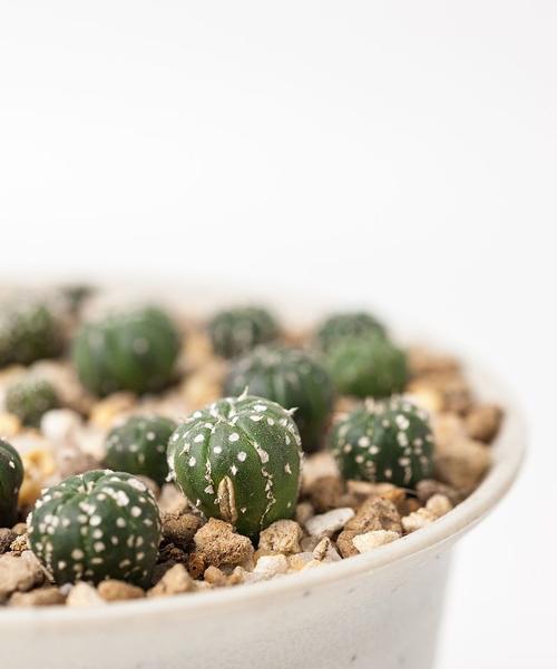 仙人掌种植在土里的好处及养护方法是什么？