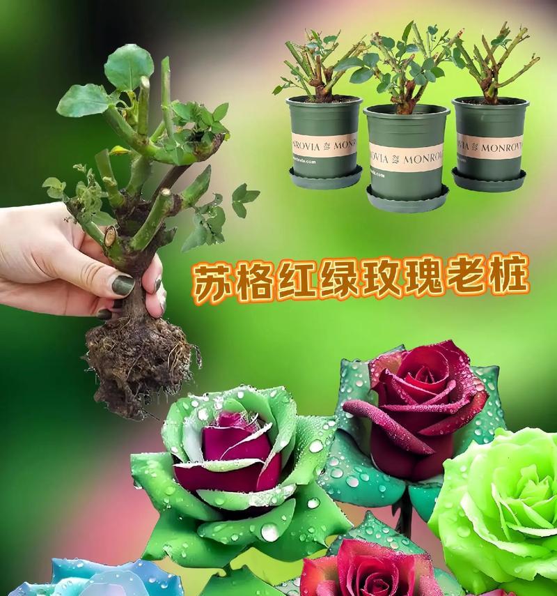 买的玫瑰花缺少花蕊是什么原因？如何促进花蕊生长？