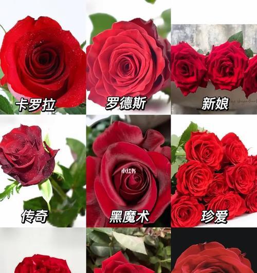 拱门红玫瑰花的养护要点有哪些？