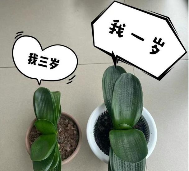 君子兰新买回来如何促使其开花？
