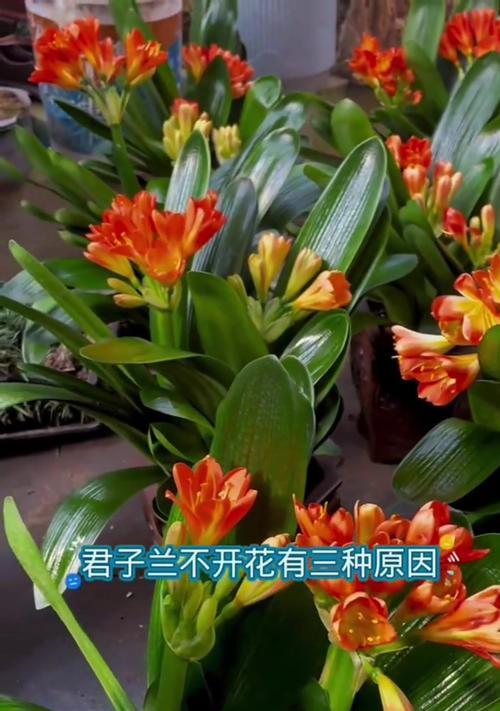 君子兰新买回来如何促使其开花？