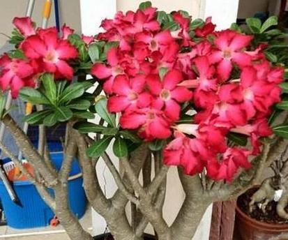 长枝玫瑰花种植方法是什么？如何确保成活率？