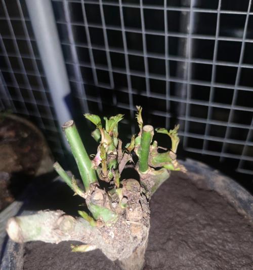 长枝玫瑰花种植方法是什么？如何确保成活率？